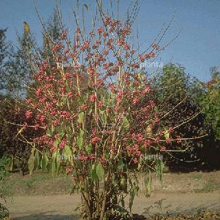 Callicarpa b. 'Profusion'