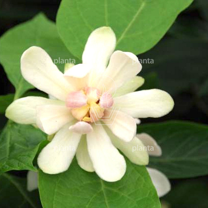 Calycanthus 'Venus'