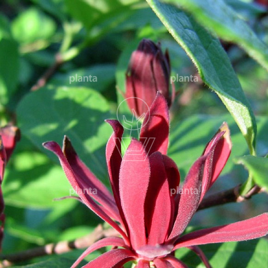 Calycanthus floridus    