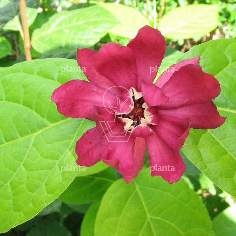 Calycanthus raulstonii 'Hartlage Wine'