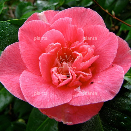 Camellia j. 'Marie Bracey'