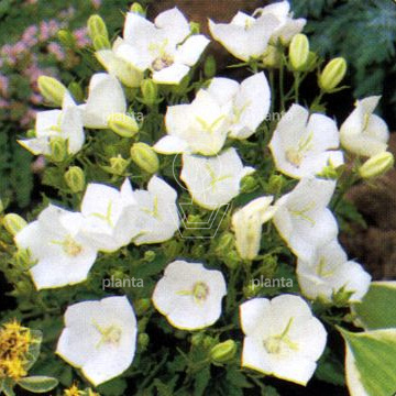 Campanula carpatica 'Weisse Clips'