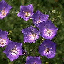 Campanula carpatica