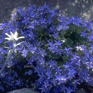 Campanula garganica