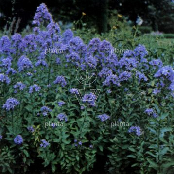 Campanula lactiflora 'Prichard's Variety'