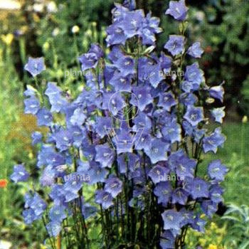 Campanula persicifolia 'Coerulea'
