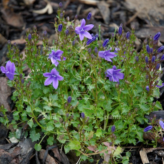 Campanula portenschlagiana