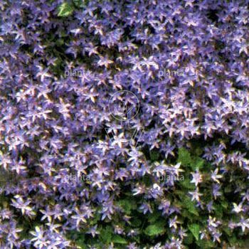 Campanula poscharskyana 'Stella'