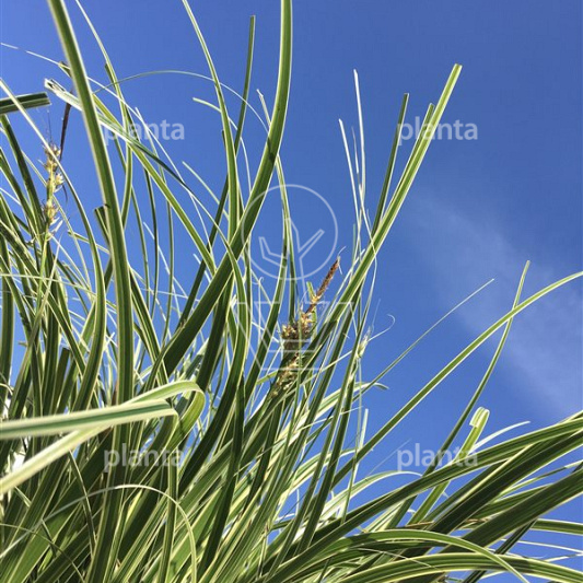 Carex 'Feather Falls' 