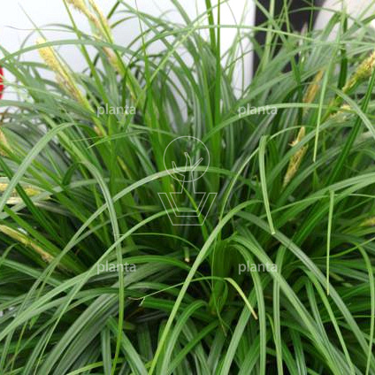 Carex 'Ribbon Falls'
