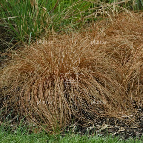 Carex comans 'Bronze Form'