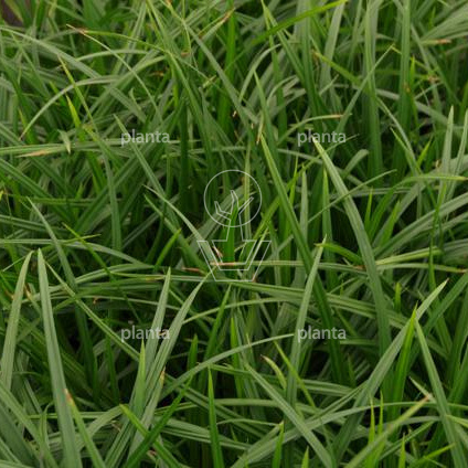 Carex foliosissima 'Irish Green'