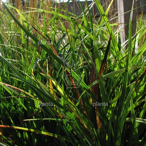 Carex morrowii