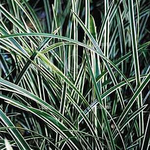 Carex morrowii 'Ice Dance'