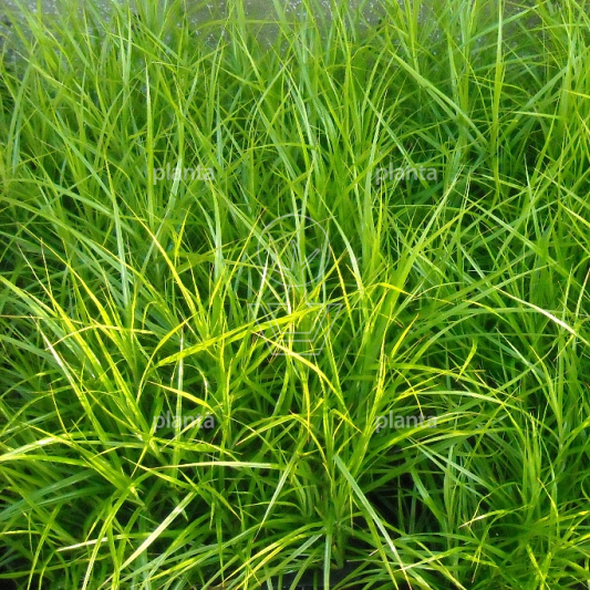 Carex muskingumensis
