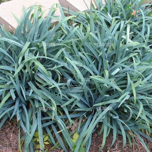 Carex laxiculmis 'Bunny Blue'