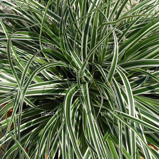 Carex oshimensis 'Everest'