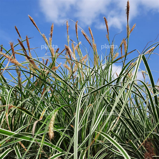 Carex oshimensis 'Everest'