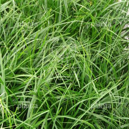 Carex oshimensis 'Evergreen'