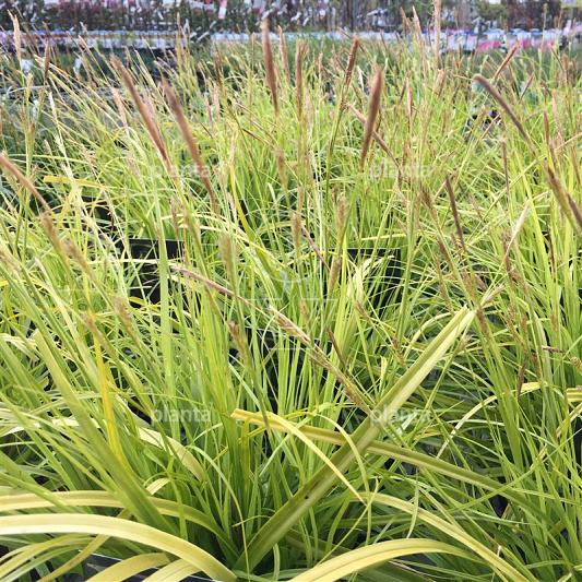 Carex oshimensis 'Everillo' 