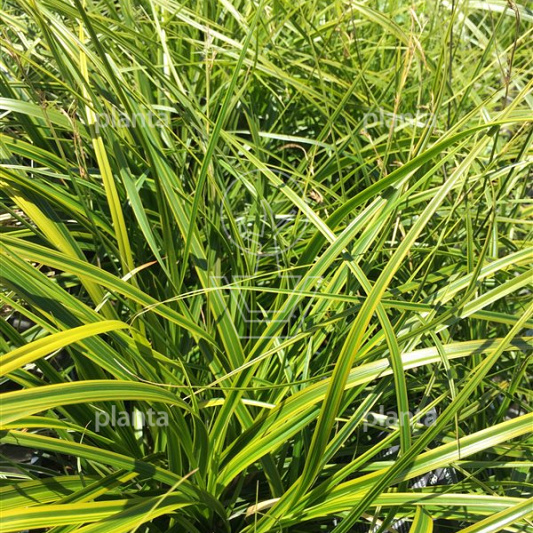 Carex oshimensis 'Everlime'