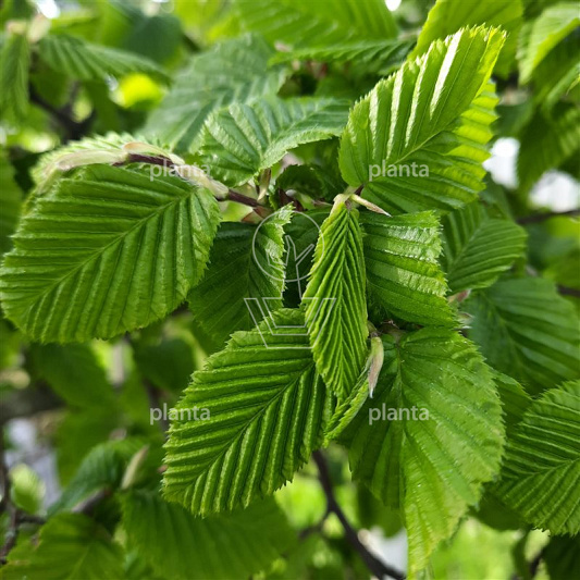 Carpinus betulus