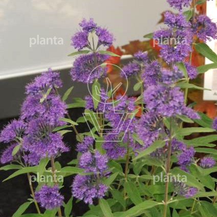 Caryopteris clandonensis 'Blue Empire'