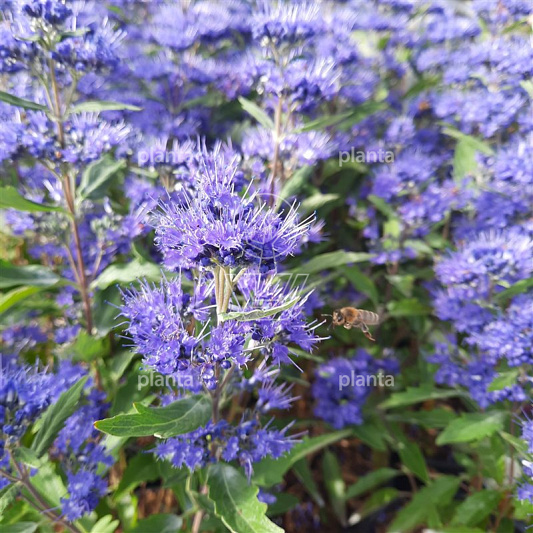 Caryopteris clandonensis 'Grand Blue'