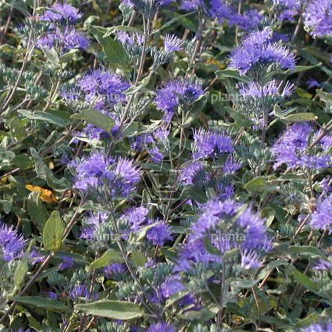 Caryopteris clandonensis 'Heavenly Blue'