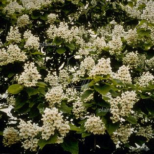 Catalpa bignonioides