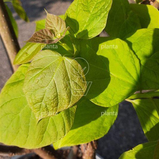 Catalpa bignonioides 'Aurea'