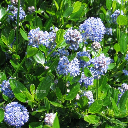 Ceanothus impressus 'Victoria'