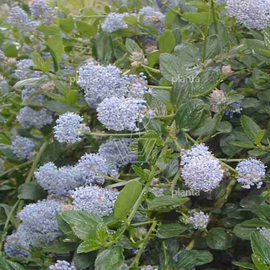 Ceanothus thyrsiflorus repens