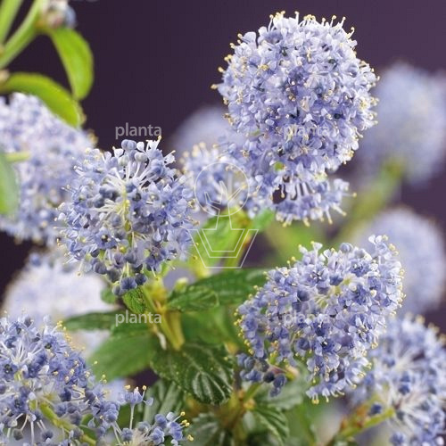 Ceanothus thyrsiflorus repens