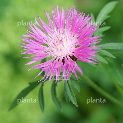 Centaurea dealbata