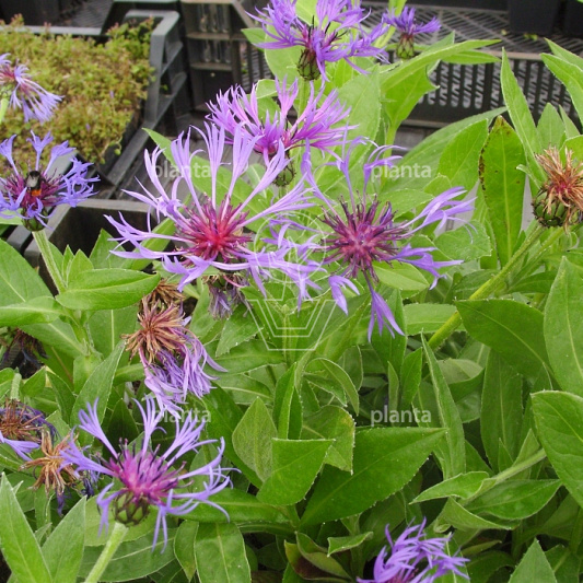 Centaurea montana 'Coerulea'