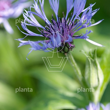 Centaurea montana 'Coerulea'
