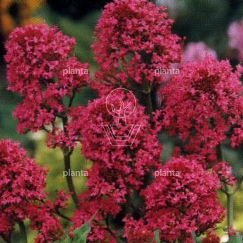 Centranthus ruber 'Coccineus'