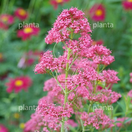 Centranthus ruber 'Coccineus'