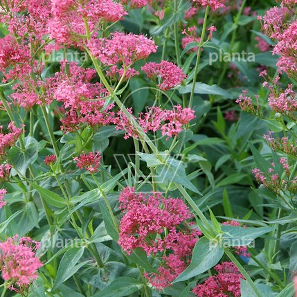 Centranthus ruber 'Coccineus'