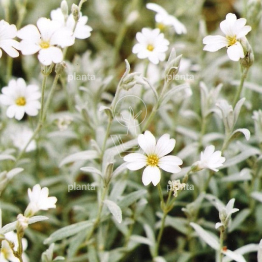 Cerastium tomentosum