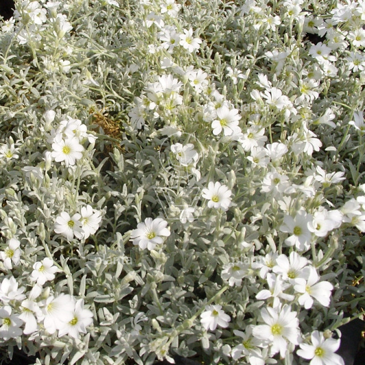 Cerastium tomentosum