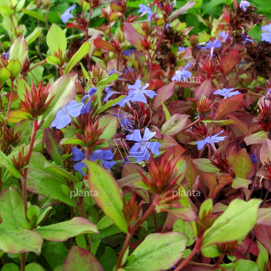 Ceratostigma plumbaginoides
