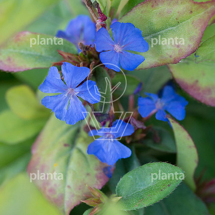 Ceratostigma plumbaginoides