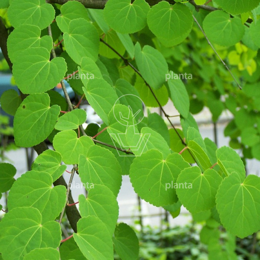 Cercidiphyllum japonicum