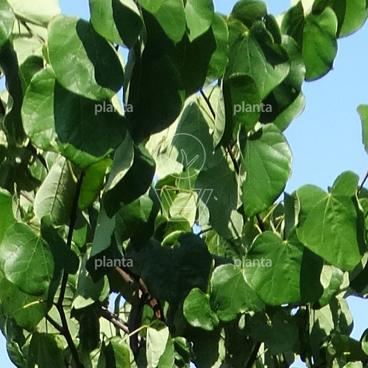 Cercis canadensis