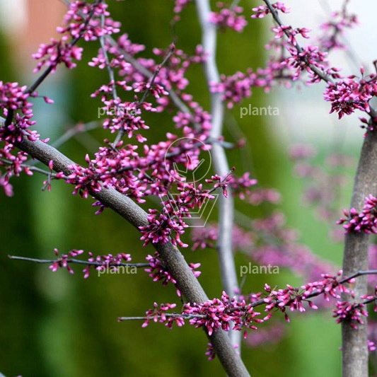 Cercis can. 'Forest Pansy'