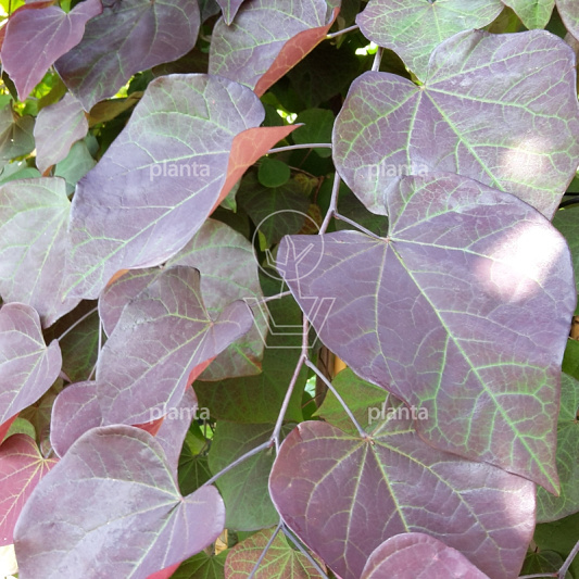 Cercis canadensis 'Ruby Falls'