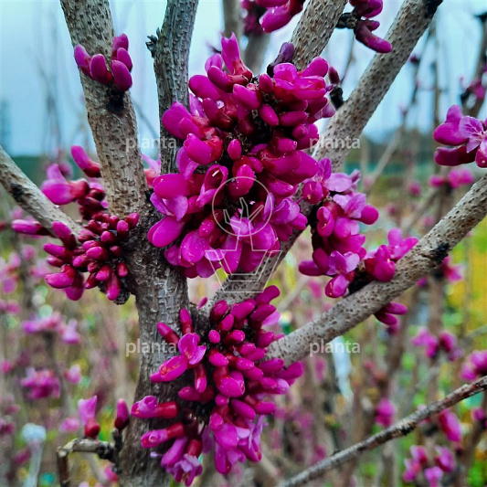 Cercis chinensis 'Avondale'