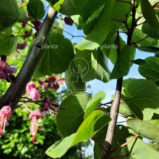 Cercis siliquastrum